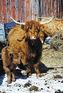 Heartland Highland Cattle Association Members in North Carolina