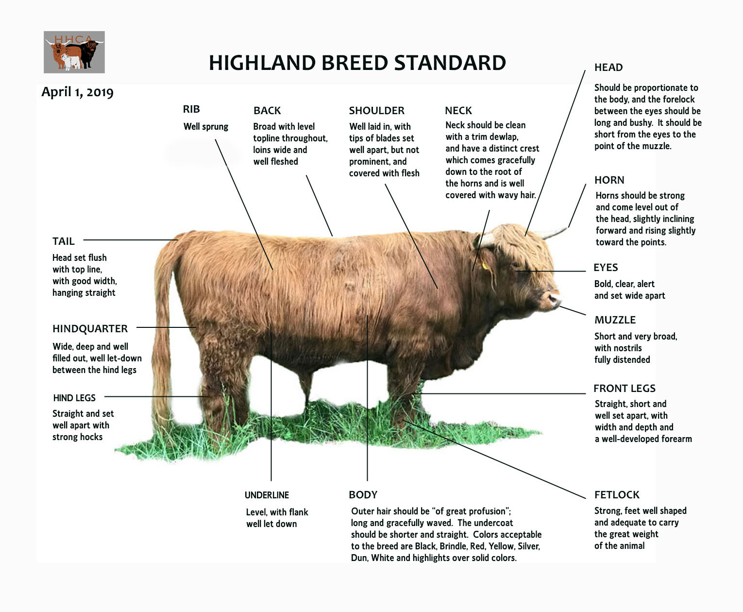 Breed Standards — Highland Cattle Society