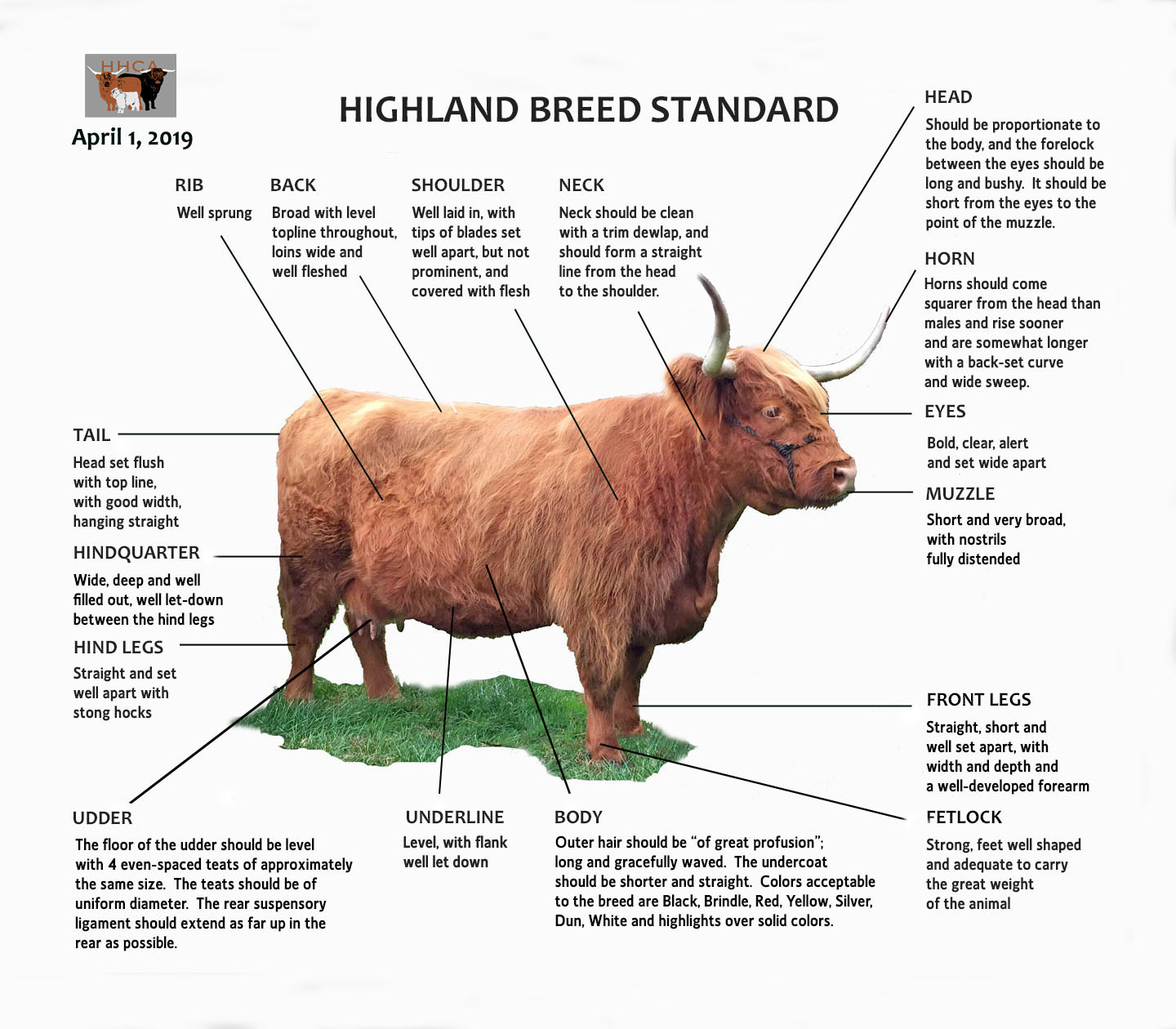 Breed Profile: Highland Cows