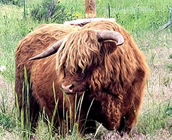 Heritage Highland Cattle Breed Has Value for Today's Producers