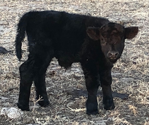 Black Highland calf at birth