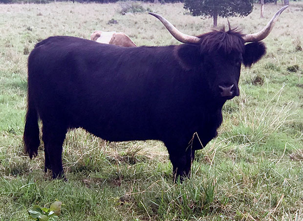 Black Highland adult female