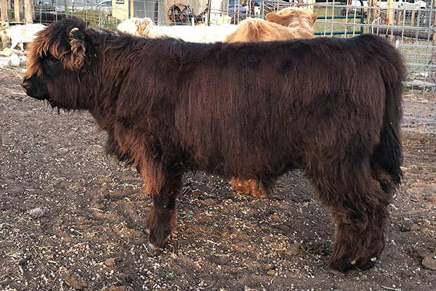6 month old black Highland calf with red tinge which usually sheds to solid black