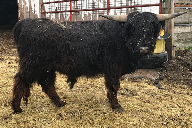 2 year old black Highland bull