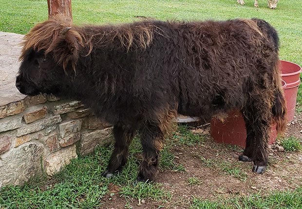 yearling black Highland heifer with lighter forelock and top hair