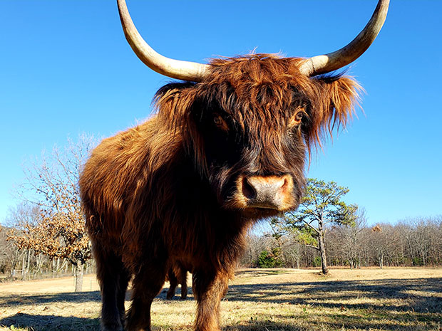 Red Brindle Highland mature cow (dark color around muzzle)