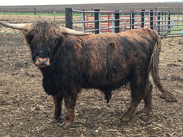 Adult Brindle Highland bull (black nose, hooves and red topline streaks)