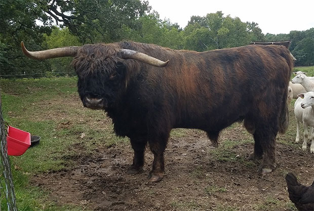 Brindle black Highland (red overcoat with overall black in haircoat)