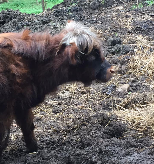 Brindle red Highland with highlights in forelock