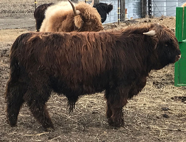 young Brindle bull Highland (hair coat more solid black)