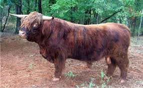 red Brindle Highland bull (more red with the black stripping)