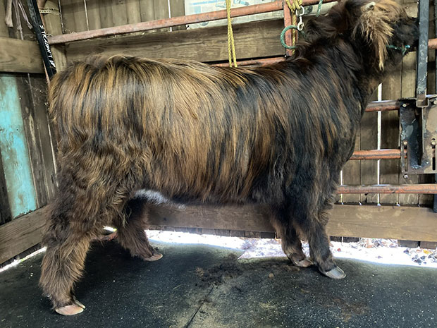 year old brindle bull