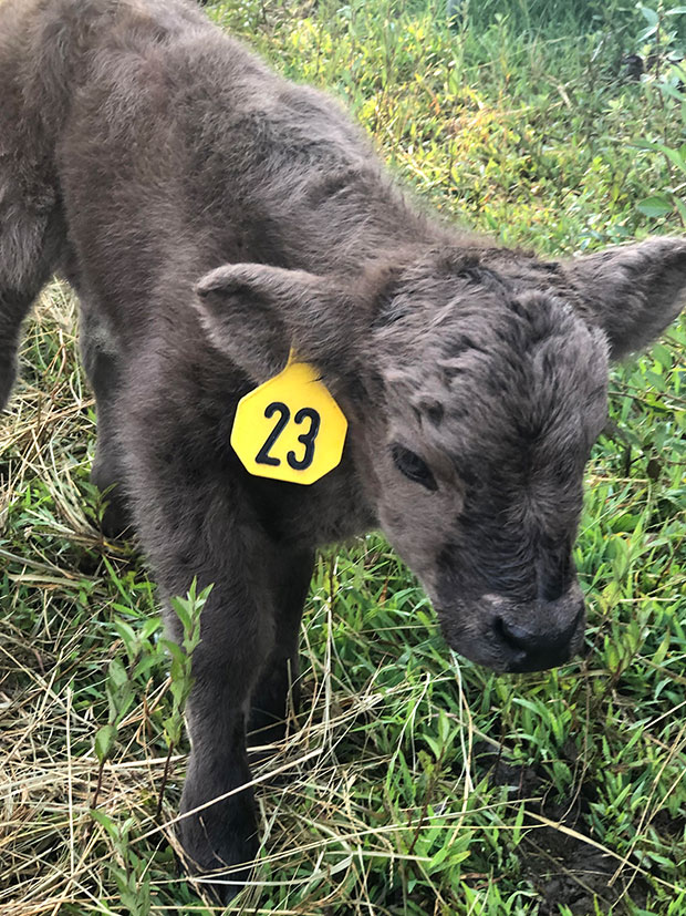 Just born dun Highland calf