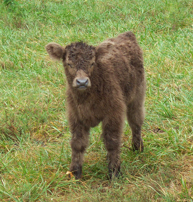 dun Highland calf just hours old