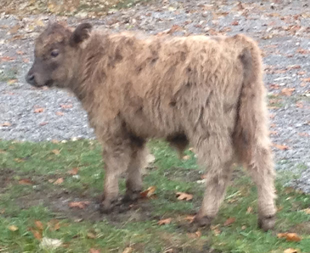 2 month old dun Highland calf