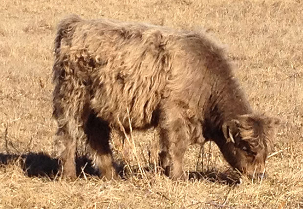 6 month old dun Highland calf