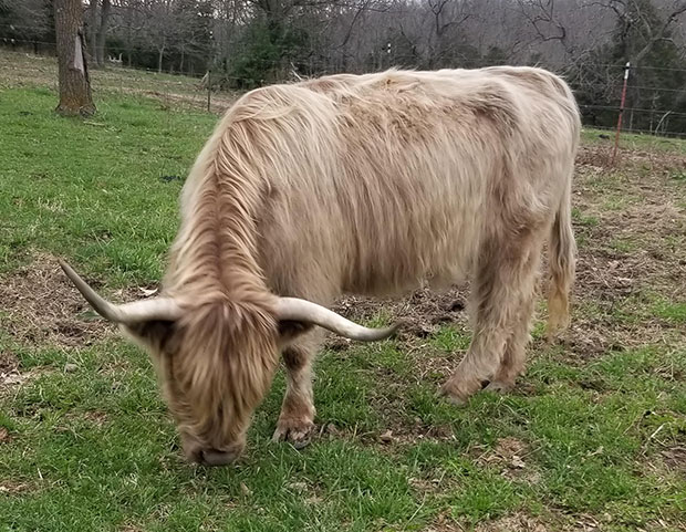 lighter dun colored Highland cow, darker horn tips