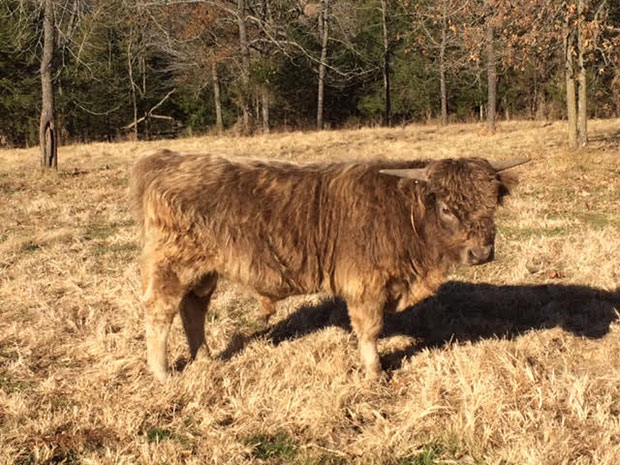 dark dun colored Highland bull