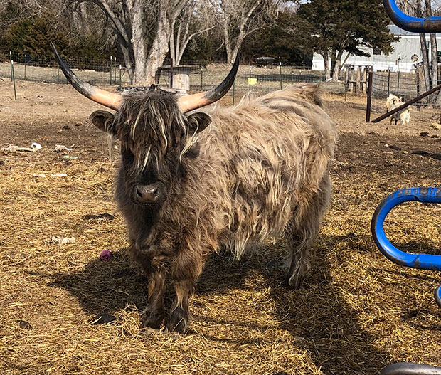 highlights or frosting on dun color Highland bull, black tips on horns