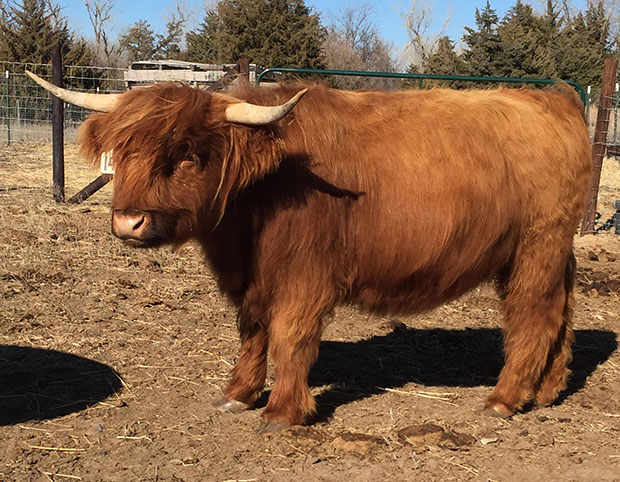 Dark red colored Highland (pink nose, darker around muzzle, light colored horns and lighter hooves)