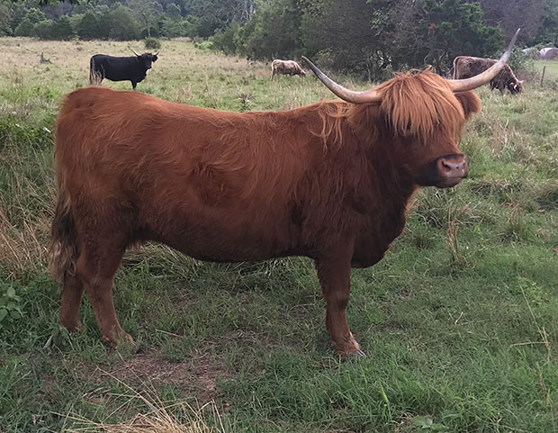 Dark red Highland cow with lighter forelock (pink nose with darker hair around muzzle, darker horn tips)