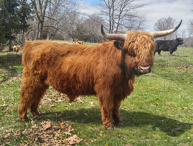 Excellent red colored Highland, lighter hooves, darker horn tips, red hair around muzzle and pink nose