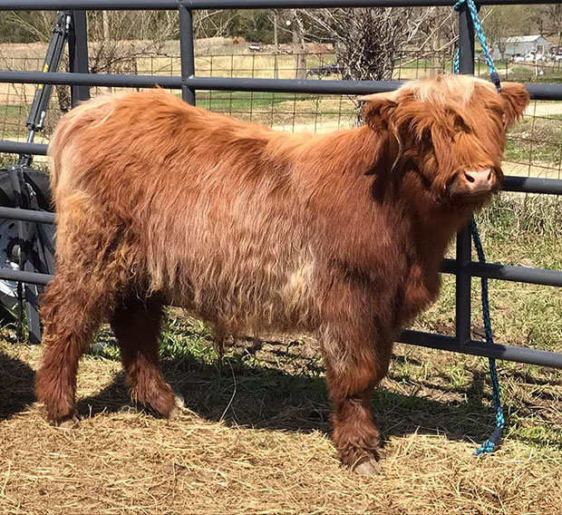 Red hair Highland with highlights in haircoat, tail and forelock.