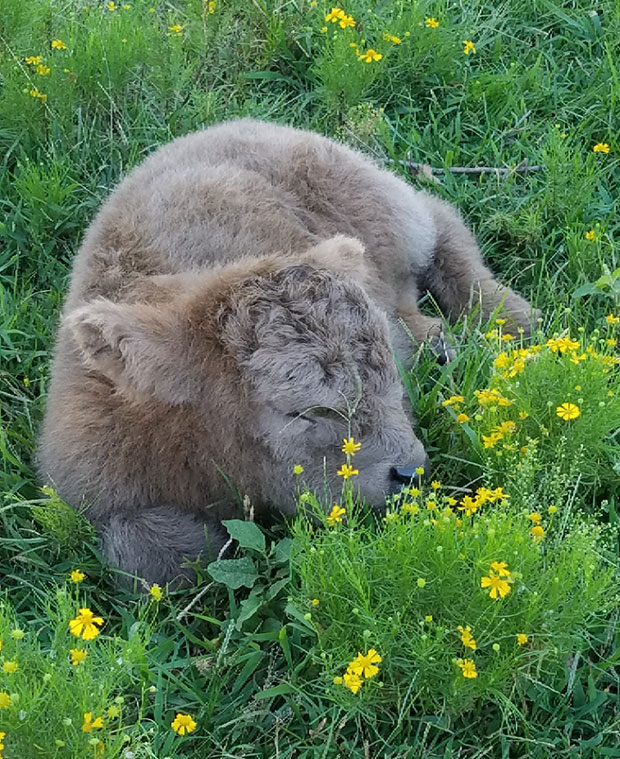 newborn silver Highland calf (more like a dirty grey color)