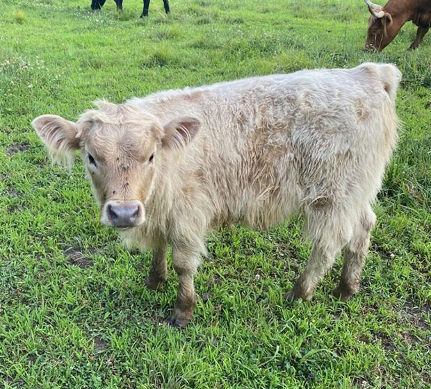 4 month old silver Highland heifer (dark nose & hooves)