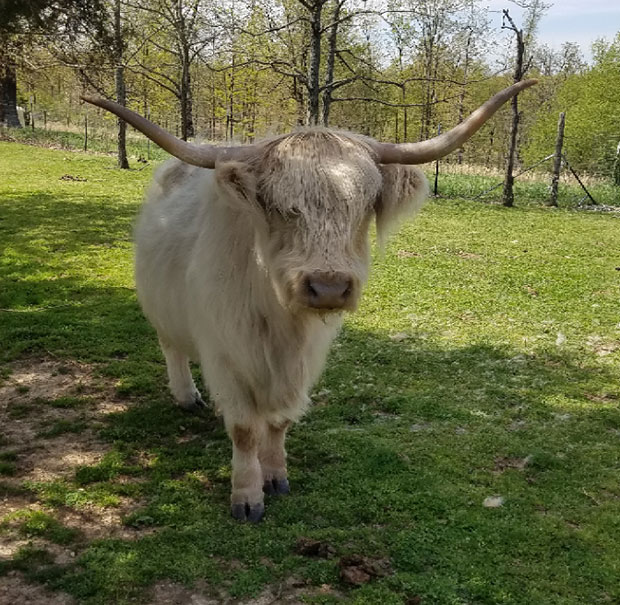Mature silver Highland cow with darker nose, darker horn tips and hooves