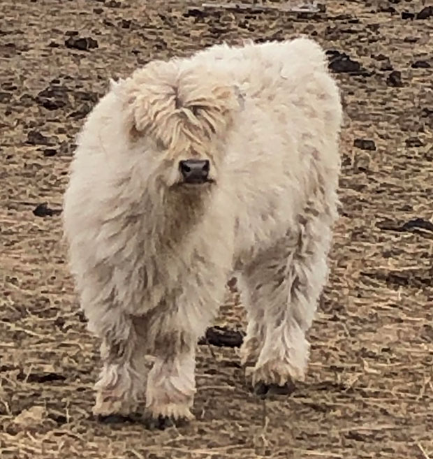 Silver colored Highland calf (cream color haircoat, dark nose & hooves)
