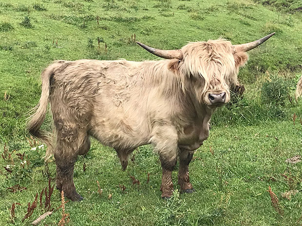 Silver Highland bull (darker horn tips, nose and hooves)