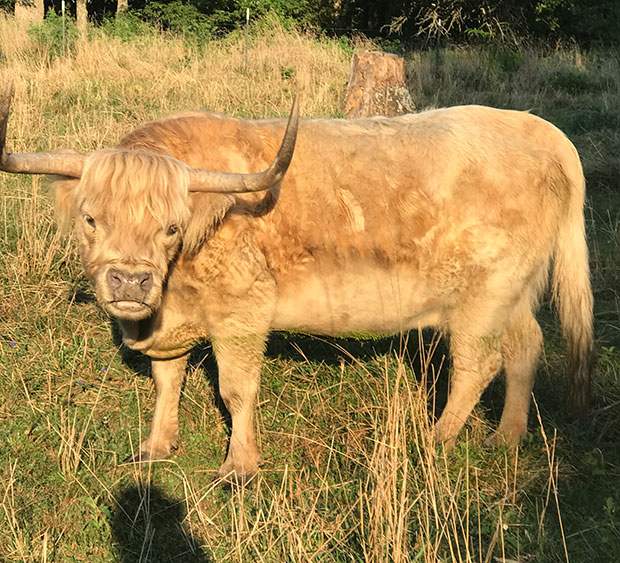 Older silver colored Highland cow with slightly darker horn tips, hooves and nose