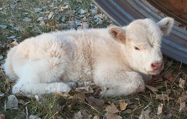 White colored young Highland calf
