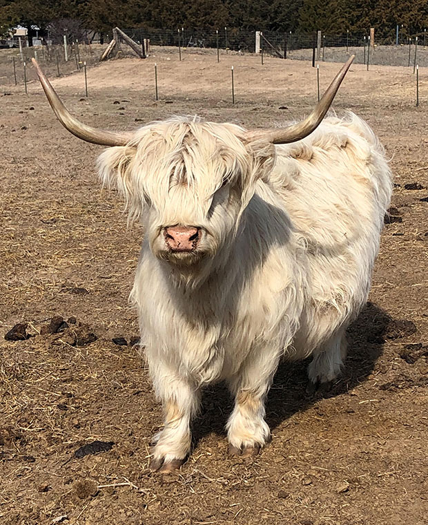 White Highland cow (beautiful haircoat)