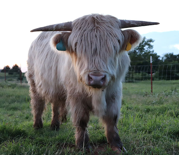 Young white Highland bull