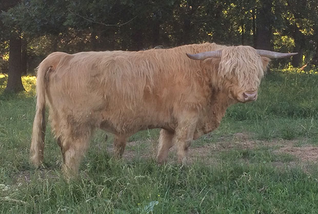 Yellow Highland bull, pink nose and tongue, light horn tips and hooves