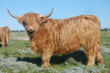 Yellow Highland cow, more of a blonde color