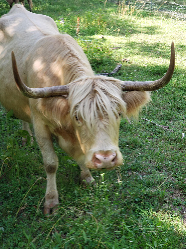 Highland Cow Photo With Tongue Out. Color Cow Photo. 