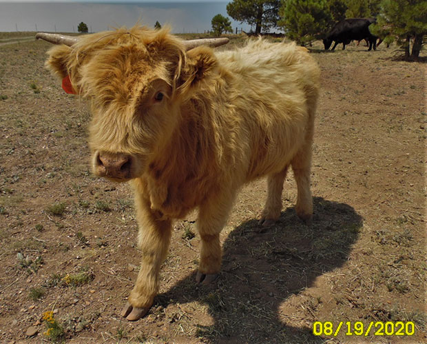 Yellow Highland calf has blonde hairs, just a little darker than the lighter colored color and will most likely become lighter color as she grows to an adult and sheds off her hair from year to year