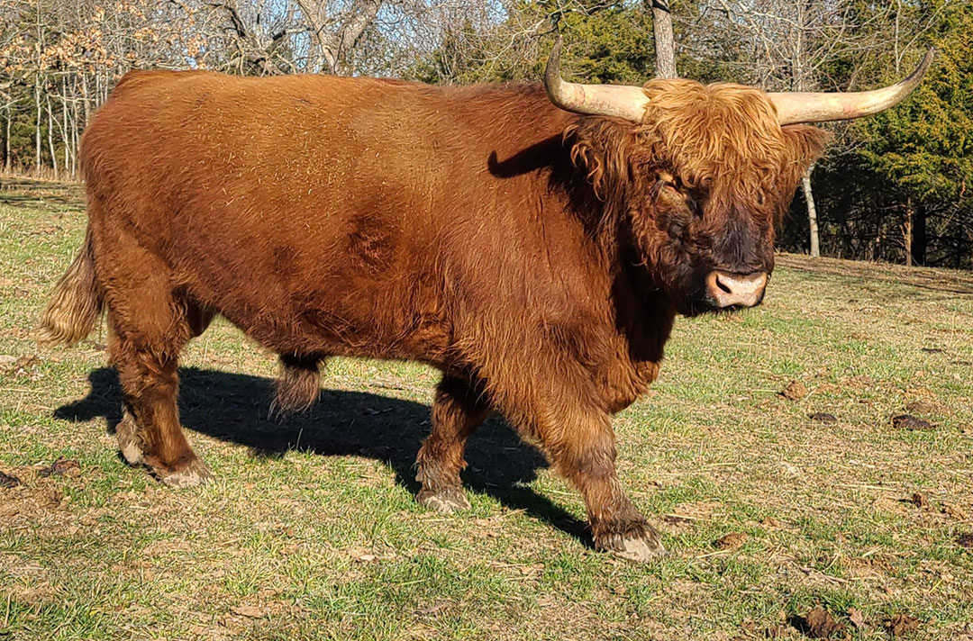 Soule: Highlander Cows Make Superb Pets!